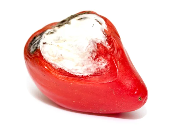 Червоний помідор з білою цвіллю — стокове фото