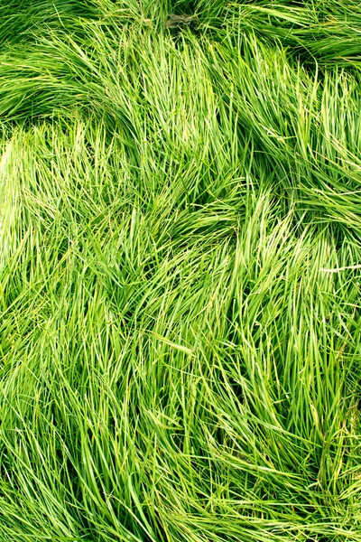 무성 한 녹색 잔디 배경 — 스톡 사진