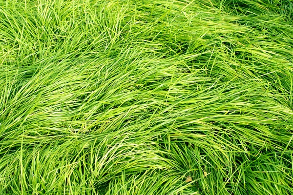 Exuberante fundo grama verde — Fotografia de Stock