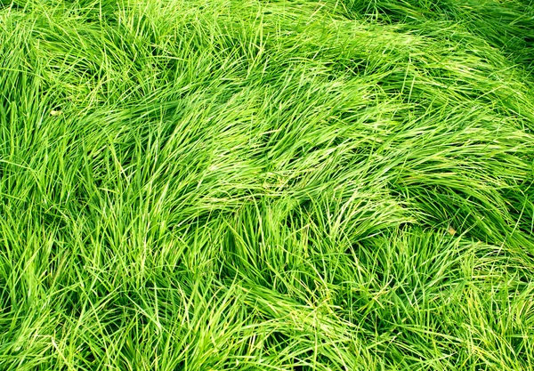 Lussureggiante sfondo erba verde — Foto Stock
