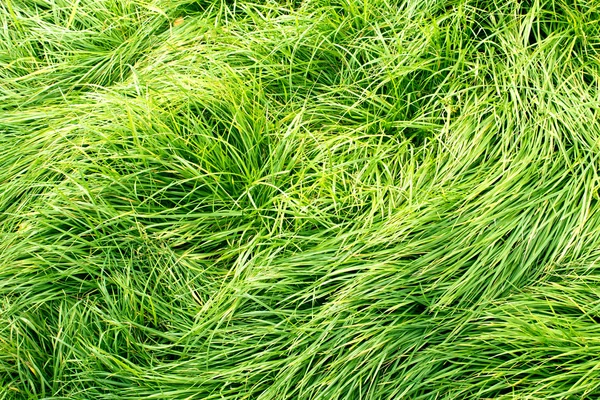 Exuberante fundo grama verde — Fotografia de Stock