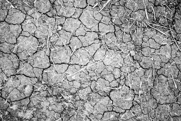 Fondo seco de tierra agrietada —  Fotos de Stock