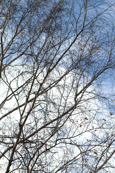 Herbstliche Landschaftsbäume — Stockfoto