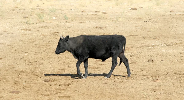 Vaches dans la steppe de pâturage — Photo