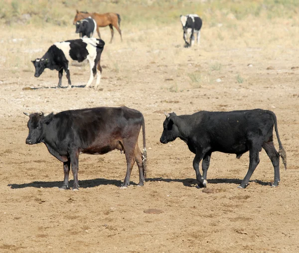 Коровы в степи пастбищ — стоковое фото