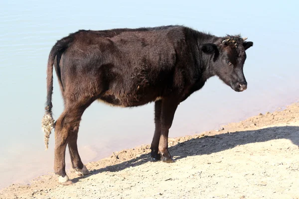 Cows in the pasture steppe — Stock Photo, Image