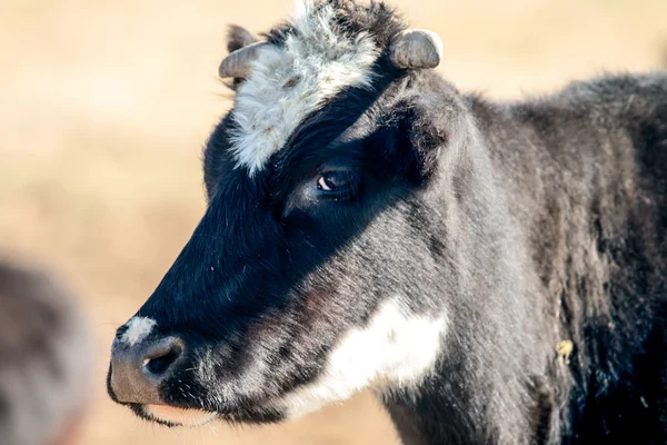 Vacas en la estepa de pastos —  Fotos de Stock