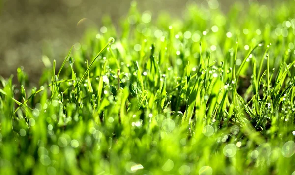 水滴と新鮮な緑の草 — ストック写真