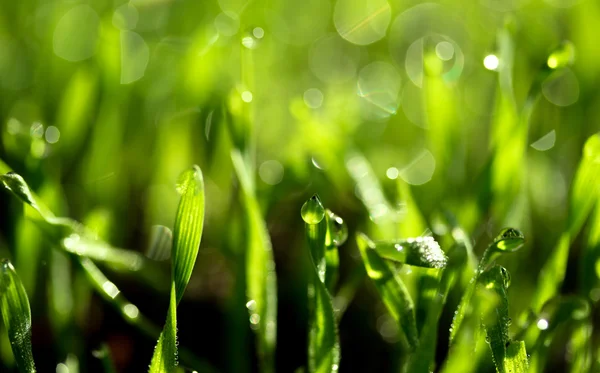 Hierba verde fresca con gotas de agua — Foto de Stock