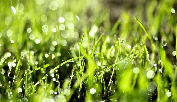 Hierba verde fresca con gotas de agua — Foto de Stock