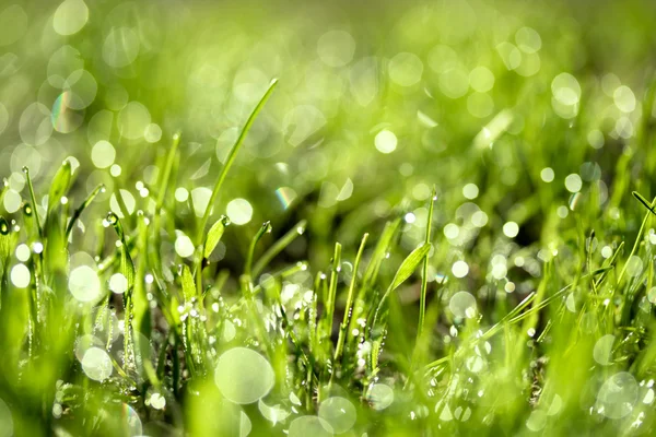 Hierba verde fresca con gotas de agua —  Fotos de Stock