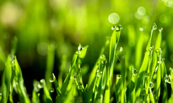 Hierba verde fresca con gotas de agua —  Fotos de Stock