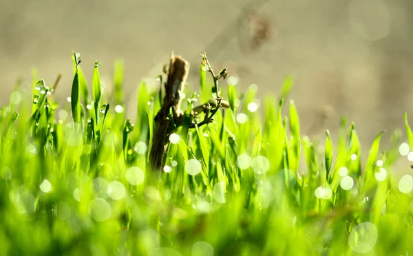 Erba fresca verde con gocce d'acqua — Foto Stock