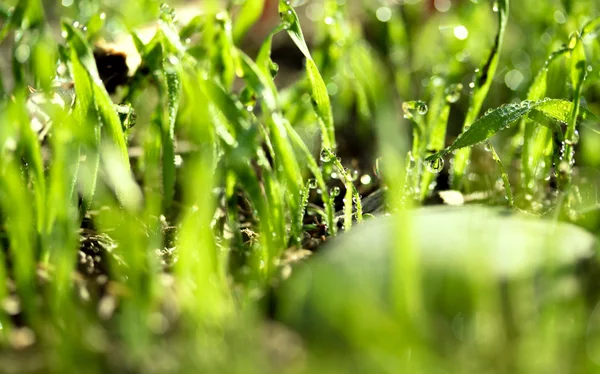 Fresh green grass with water drops — Stock Photo, Image