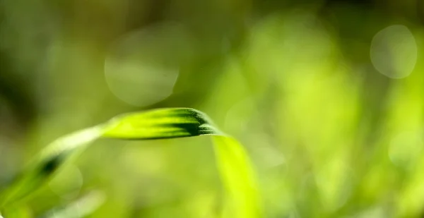 Erba fresca verde con gocce d'acqua — Foto Stock