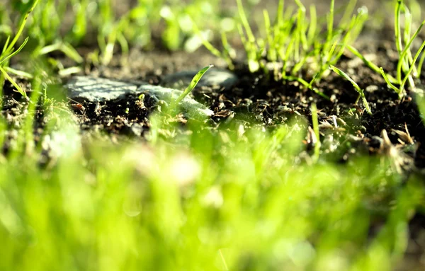 Erba fresca verde con gocce d'acqua — Foto Stock