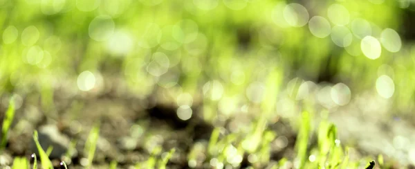 Erba fresca verde con gocce d'acqua — Foto Stock