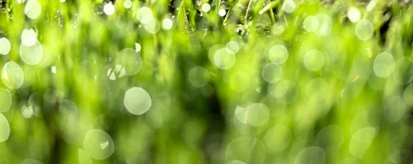 Erba fresca verde con gocce d'acqua — Foto Stock