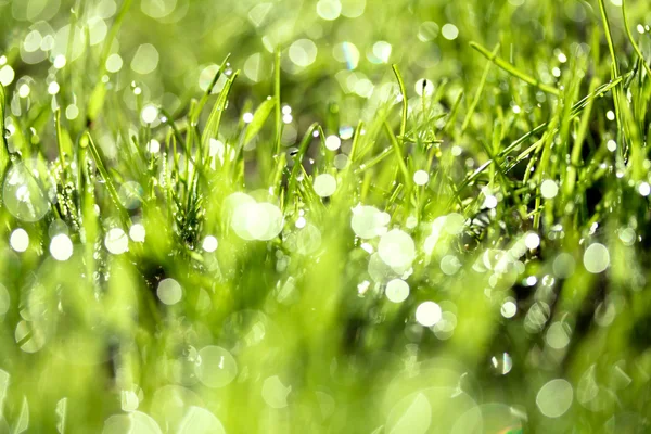 Hierba verde fresca con gotas de agua — Foto de Stock