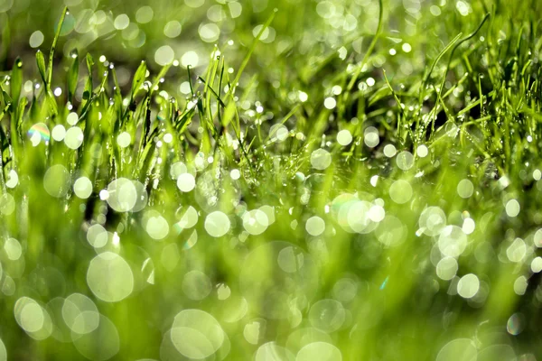 Erba fresca verde con gocce d'acqua — Foto Stock