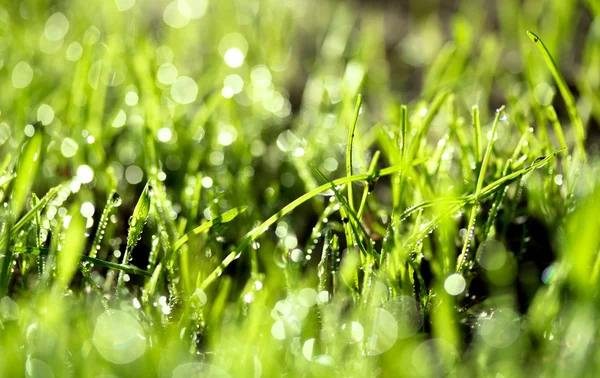 Hierba verde fresca con gotas de agua —  Fotos de Stock