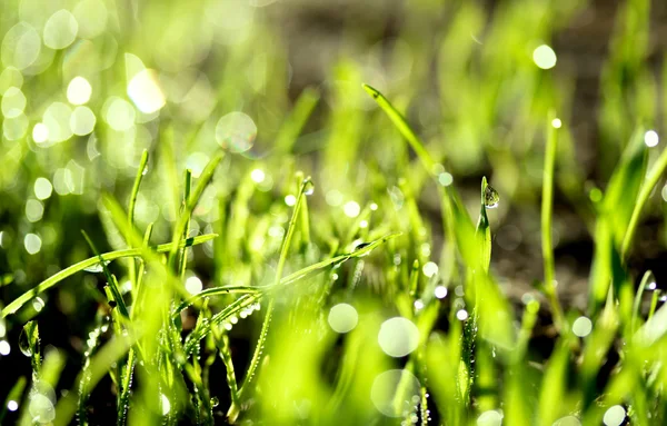 Hierba verde fresca con gotas de agua — Foto de Stock