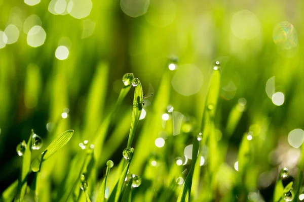 Hierba verde fresca con gotas de agua — Foto de Stock