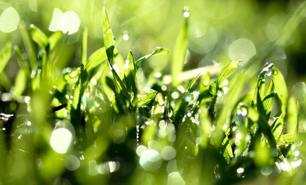 Hierba verde fresca con gotas de agua — Foto de Stock