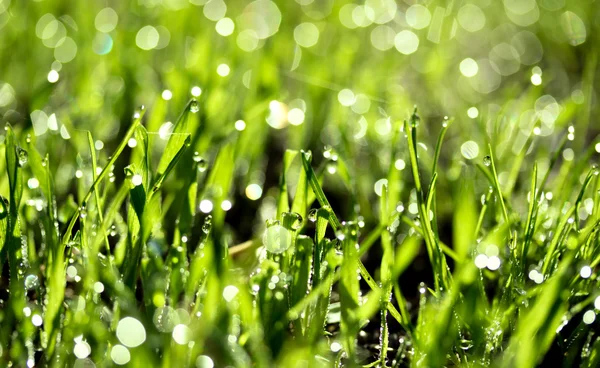 Hierba verde fresca con gotas de agua — Foto de Stock