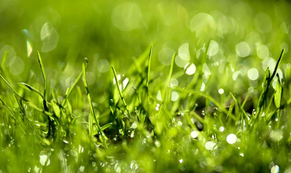 Hierba verde fresca con gotas de agua — Foto de Stock