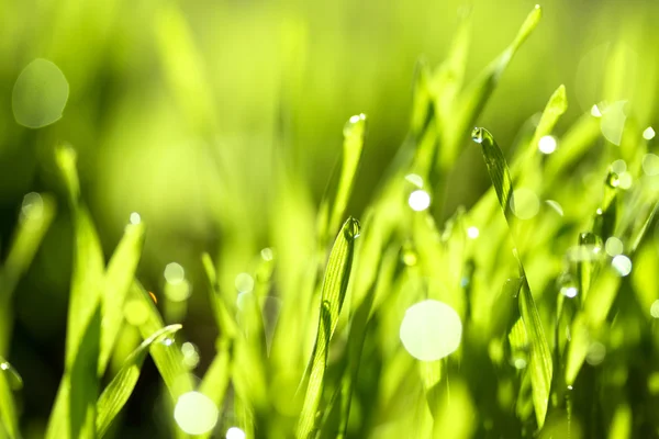 Hierba verde fresca con gotas de agua —  Fotos de Stock