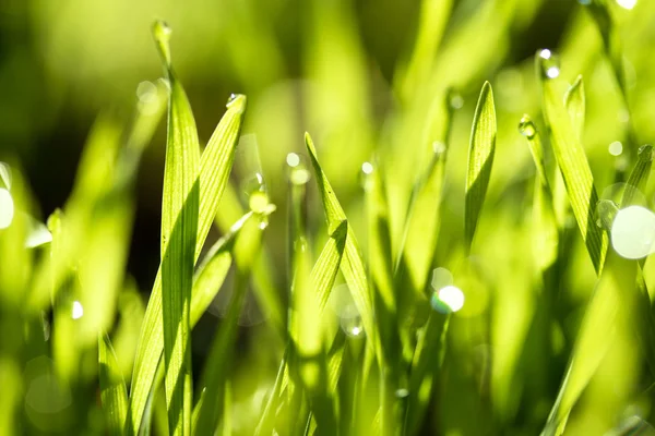 Erba fresca verde con gocce d'acqua — Foto Stock