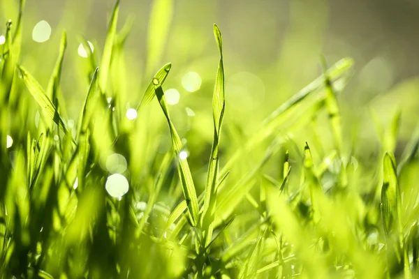 Hierba verde fresca con gotas de agua —  Fotos de Stock