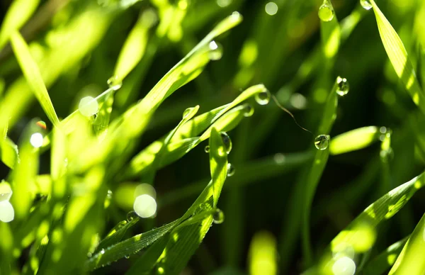 Fresh green grass with water drops — Stock Photo, Image