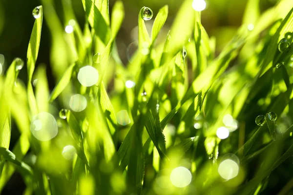 Fresh green grass with water drops — Stock Photo, Image