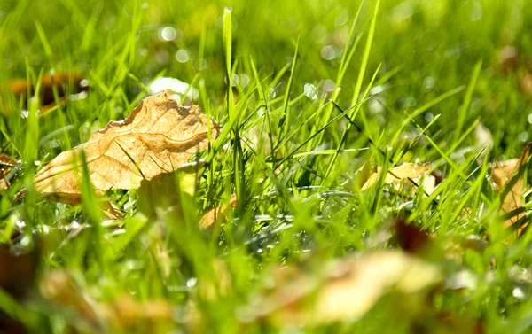 Mucche nel pascolo steppa — Foto Stock