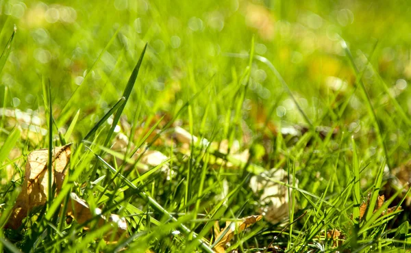 Vaches dans la steppe de pâturage — Photo