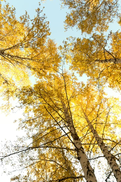 Autumn birch forest landscape Stock Picture