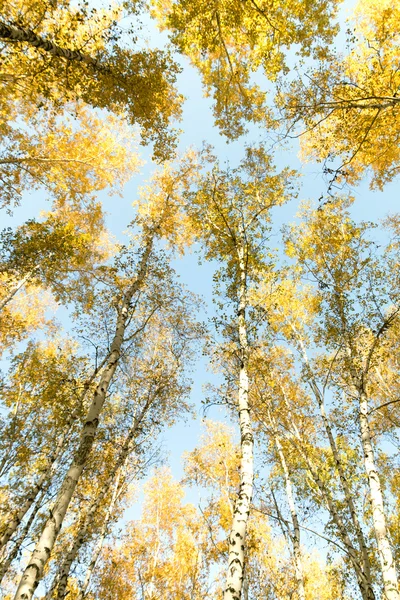 Autumn birch forest landscape Royalty Free Stock Images