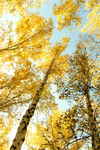 Autumn birch forest landscape Royalty Free Stock Images