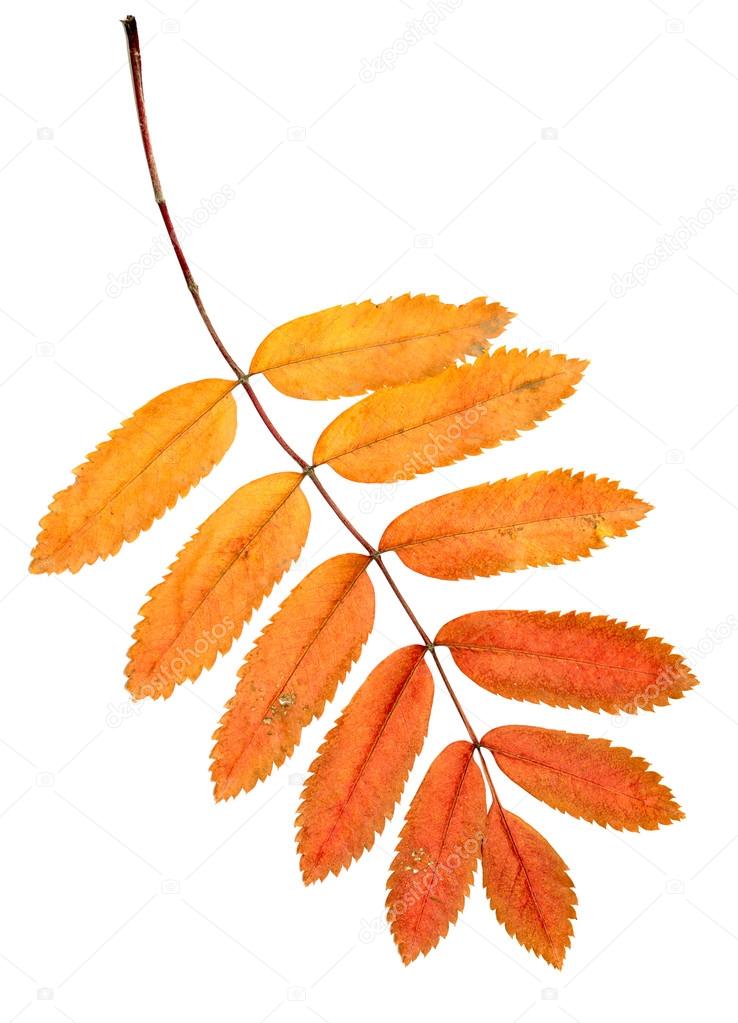 autumn leaves on a white background