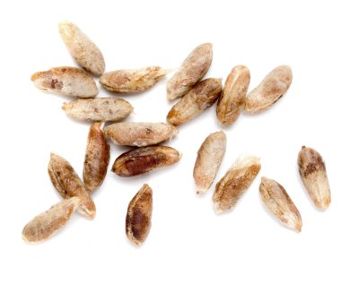 İzole kurutulmuş tarihleri