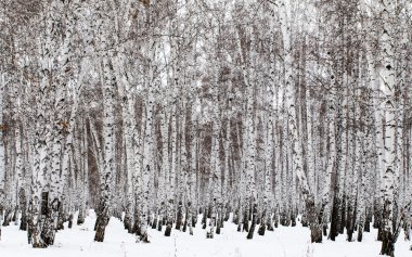 Kış huş ağacı orman arka plan