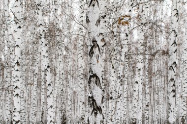 Kış huş ağacı orman arka plan