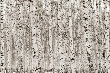 Kış huş ağacı orman arka plan