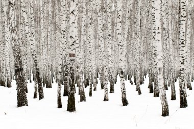 Kış huş ağacı orman arka plan