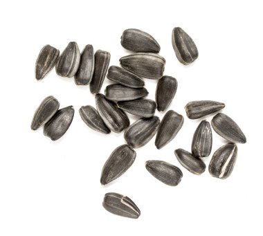 siyah ayçiçeği tohumu portre