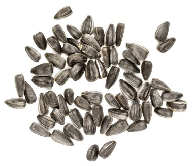 siyah ayçiçeği tohumu portre