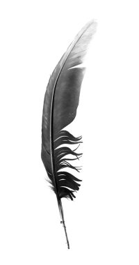 siyah kuş tüyü izole