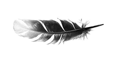 siyah kuş tüyü izole